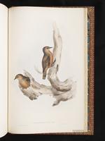 Rufous Treecreeper plate 94