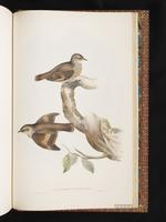 White-throated Treecreeper plate 93