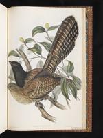 Pheasant Coucal plate 92