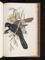 Asian Koel plate 91