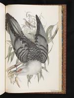 Channel-billed Cuckoo plate 90