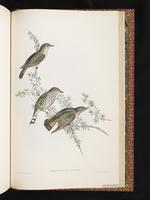 Shining Bronze Cuckoo plate 89