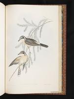 Black-eared Cuckoo plate 88