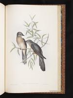 Brush Cuckoo plate 87