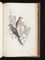 Fan-tailed Cuckoo plate 86