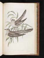 Pallad Cuckoo plate 85