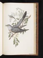 Australian Cuckoo plate 84