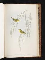 Canary White-eye plate 83