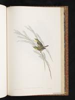 Mauritius Olive White-eye plate 82