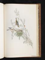 Silvereye plate 81