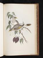 Yellow-throated Miner plate 79