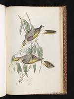 Yellow-throated Miner plate 78