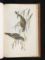 Yellow-throated Miner plate 77