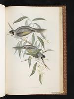 Noisy Miner plate 76