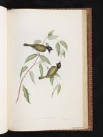 Black-headed Honeyeater plate 75