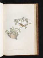 White-throated Honeyeater plate 74