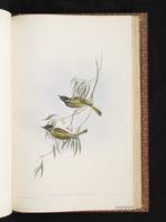 White-naped Honeyeater plate 73