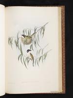 White-naped Honeyeater plate 72
