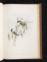 Black-chinned Honeyeater plate 71