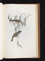 Strong-billed Honeyeater plate 70