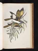 Blue-faced Honeyeater plate 69
