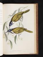 Blue-faced Honeyeater plate 68