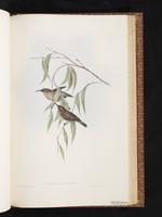 Dusky Myzomela plate 67