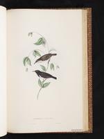 Black Myzomela plate 66