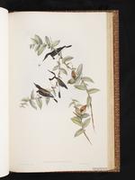 Banded Honeyeater plate 65