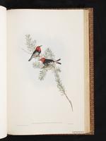 Red-headed Myzomela plate 64