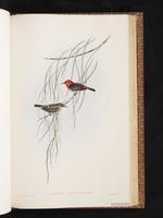 Scarlet Myzomela plate 63