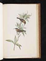 Western Spinebill plate 62