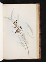 Eastern Spinebill plate 61