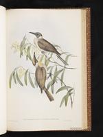 Little Friarbird plate 60
