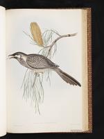 Red Wattlebird plate 55