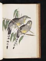 Yellow Wattlebird plate 54