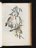 Spiny-cheeked Honeyeater plate 53