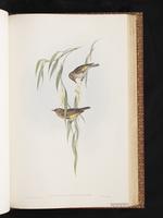 Rufous-throated Honeyeater plate 52