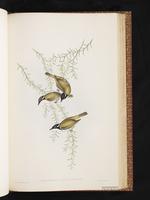 Rufous-banded Honeyeater plate 51