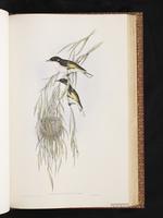 Painted Honeyeater plate 50