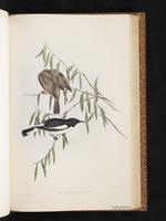 Pied Honeyeater plate 49