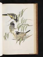 Regent Honeyeater plate 48