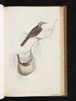 Striped Honeyeater plate 47