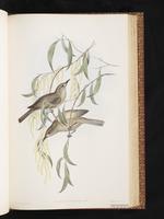 White-gaped Honeyeater plate 46