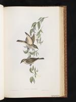 Yellow-faced Honeyeater plate 45