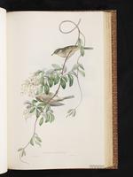 Fuscous Honeyeater plate 44