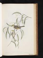White-plumed Honeyeater plate 43