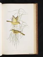 Yellow Honeyeater plate 42