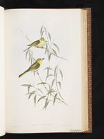 Yellow-tinted Honeyeater plate 41