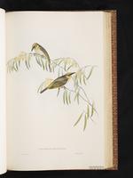 Grey-fronted Honeyeater plate 40